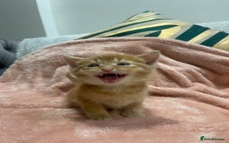 Scottish Fold cats for sale: Scottish fold/straight kittens  - Image 10