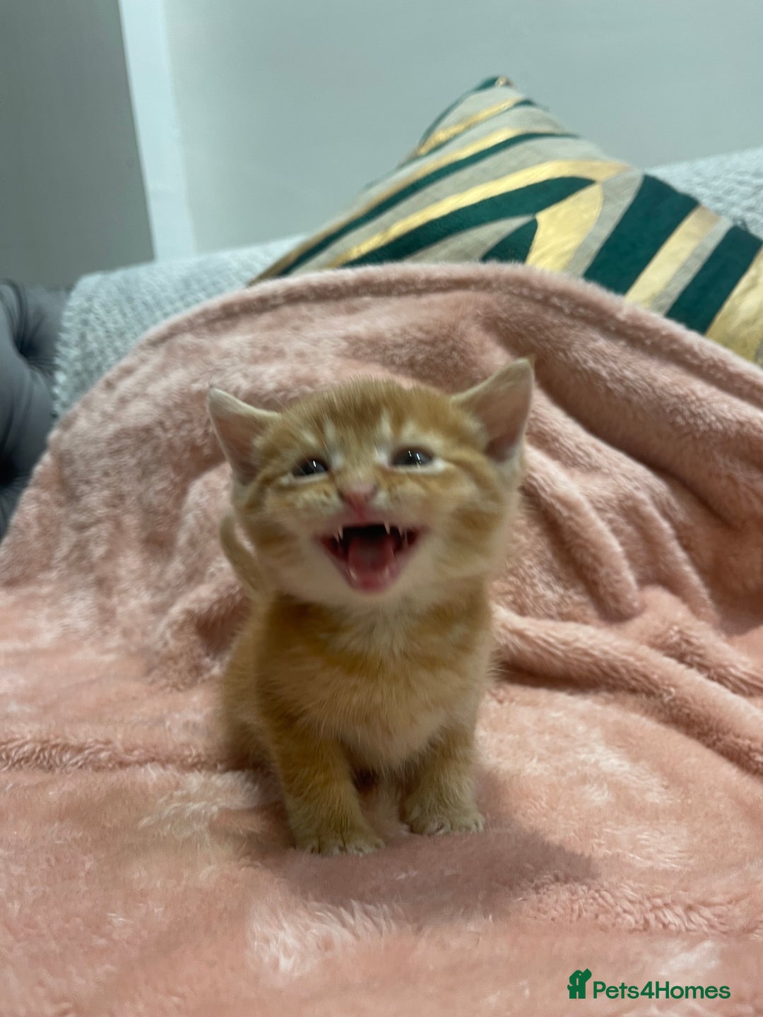 Scottish Fold cats for sale: Scottish fold/straight kittens  - Image 10
