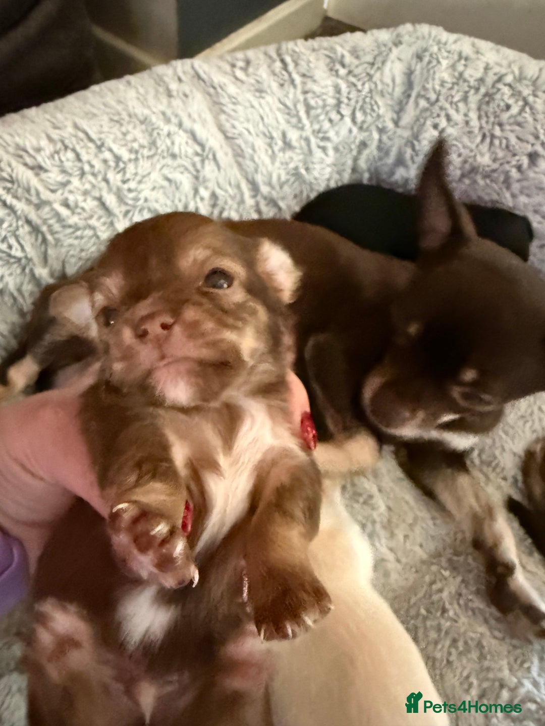 Chihuahua dogs for sale: Cheeky, naughty little chihuahua babies.  - Advert 4