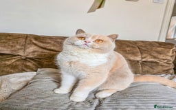 British Shorthair cats for sale: Retired fawn tortie + white British Shorthair  - Image 15