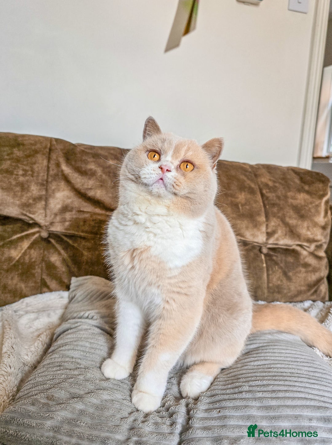 British Shorthair cats for sale: Retired fawn tortie + white British Shorthair  - Image 15