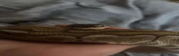Python Snake reptiles for sale: female bamboo royal python  - Advert 7