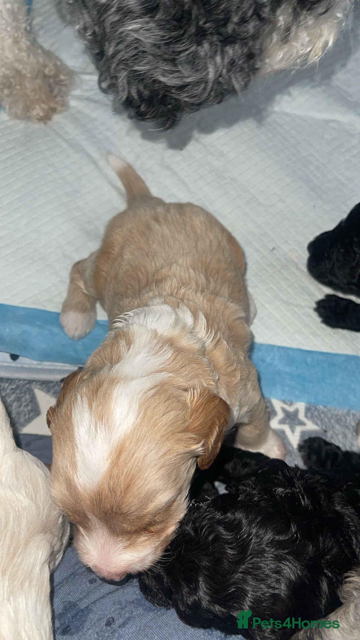 Mixed Breed dogs Beautiful Cavapoochon x cockapoo Puppies  - Advert 2