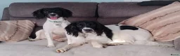 English Springer Spaniel dogs for sale: 8 Springer Spaniel Puppies 7 Weeks Black & White  - Advert 5