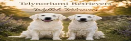 Golden Retriever dogs for sale: ⭐️Ready from 14th July⭐️ - Advert 14