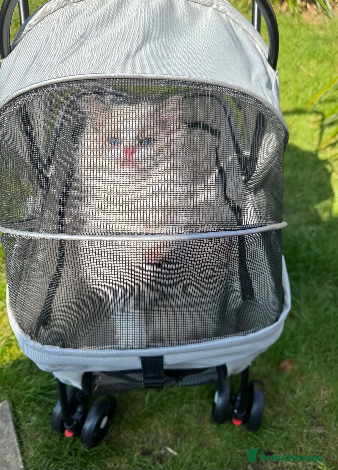 Ragdoll cats for sale: Adorable Ragdoll Kitten Fife Registered Breeder - Image 9