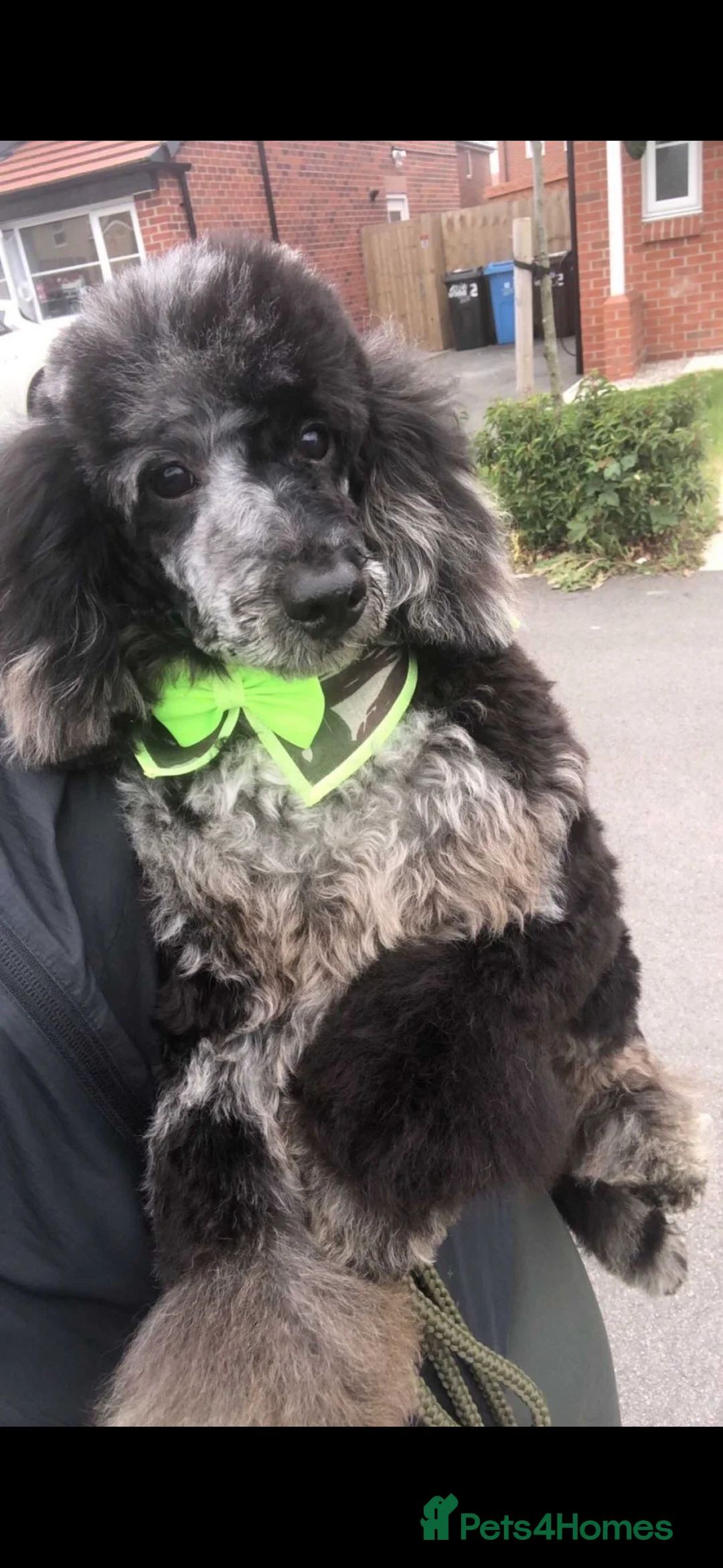 Toy Poodle dogs for sale: Health tested Toy poodle puppies! 😍🔥🤩!!! in Liverpool - Advert 5