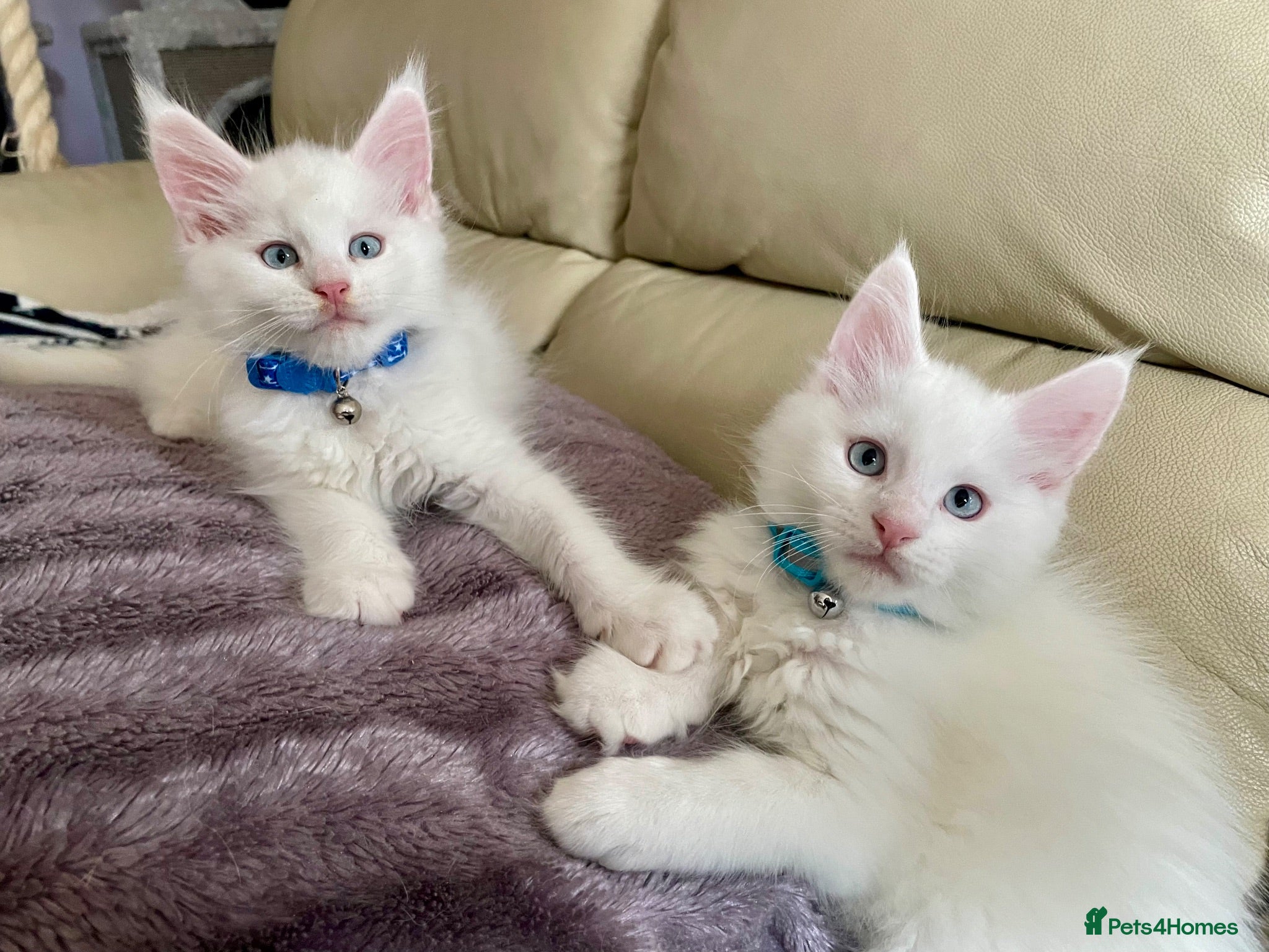 Maine Coon cats Purebred Maine Coons Boys Needing A Loving Home 😻 - Advert 1