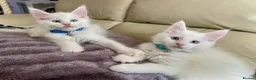 Maine Coon cats for sale: Purebred Maine Coon Boys Needing A Loving Home 😻 - Advert 2