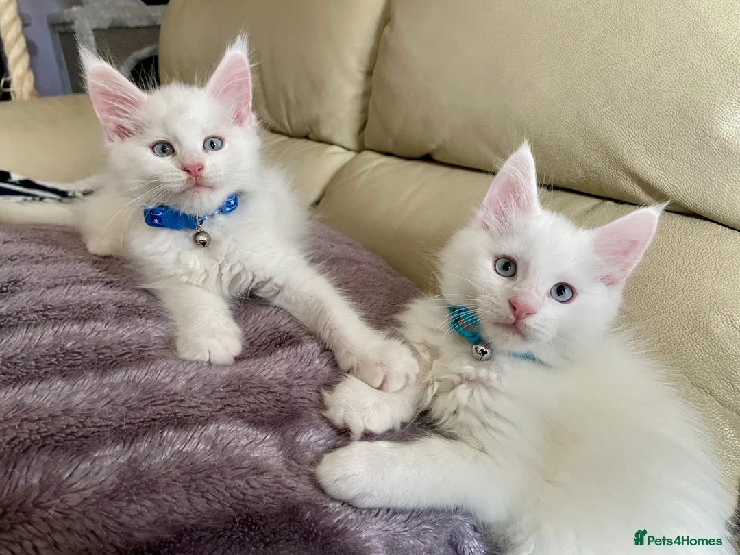 Maine Coon cats for sale: Purebred Maine Coon Boys Needing A Loving Home 😻 - Advert 2