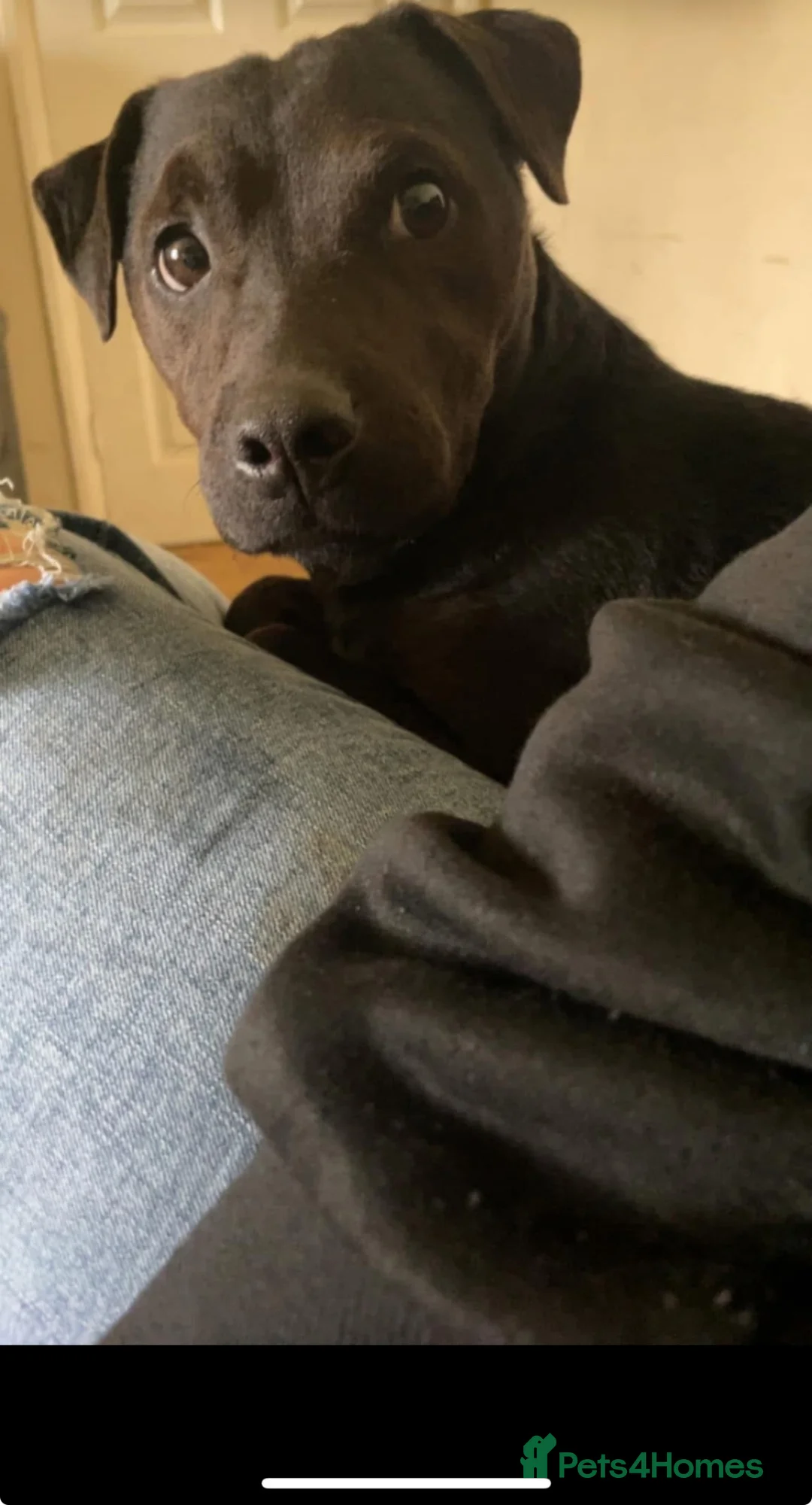 Mixed Breed dogs for sale: Patterdale terror  in Durham - Advert 2