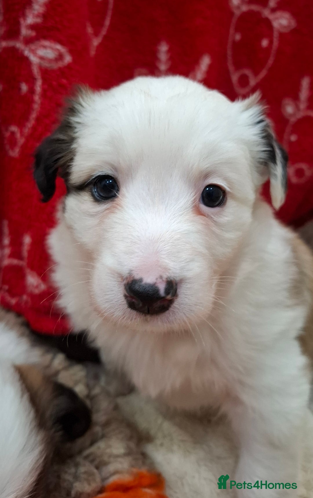 Border Collie dogs for sale: Rare sable and white pure Border Collie puppies. - Advert 21