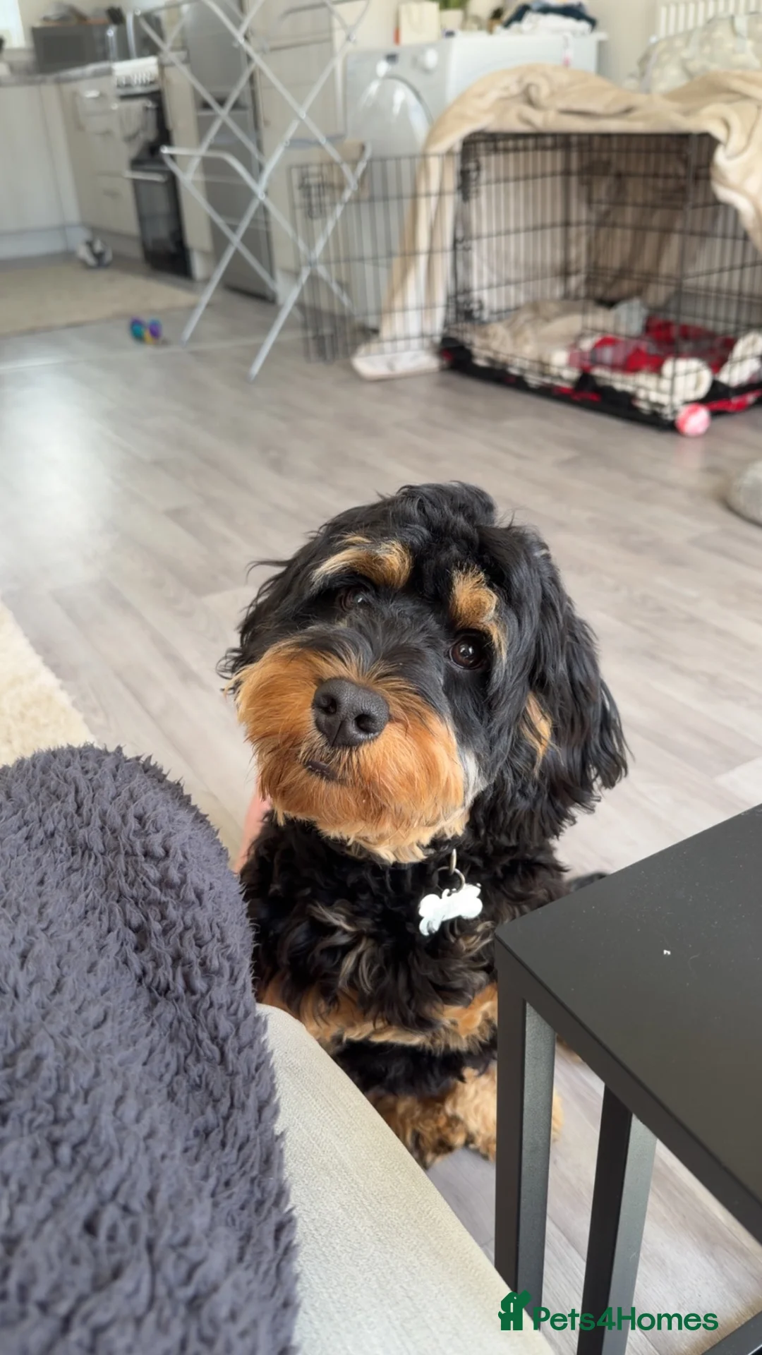 Cockapoo dogs for sale: Cockapoo 9 month old Pup in Doncaster - Advert 2