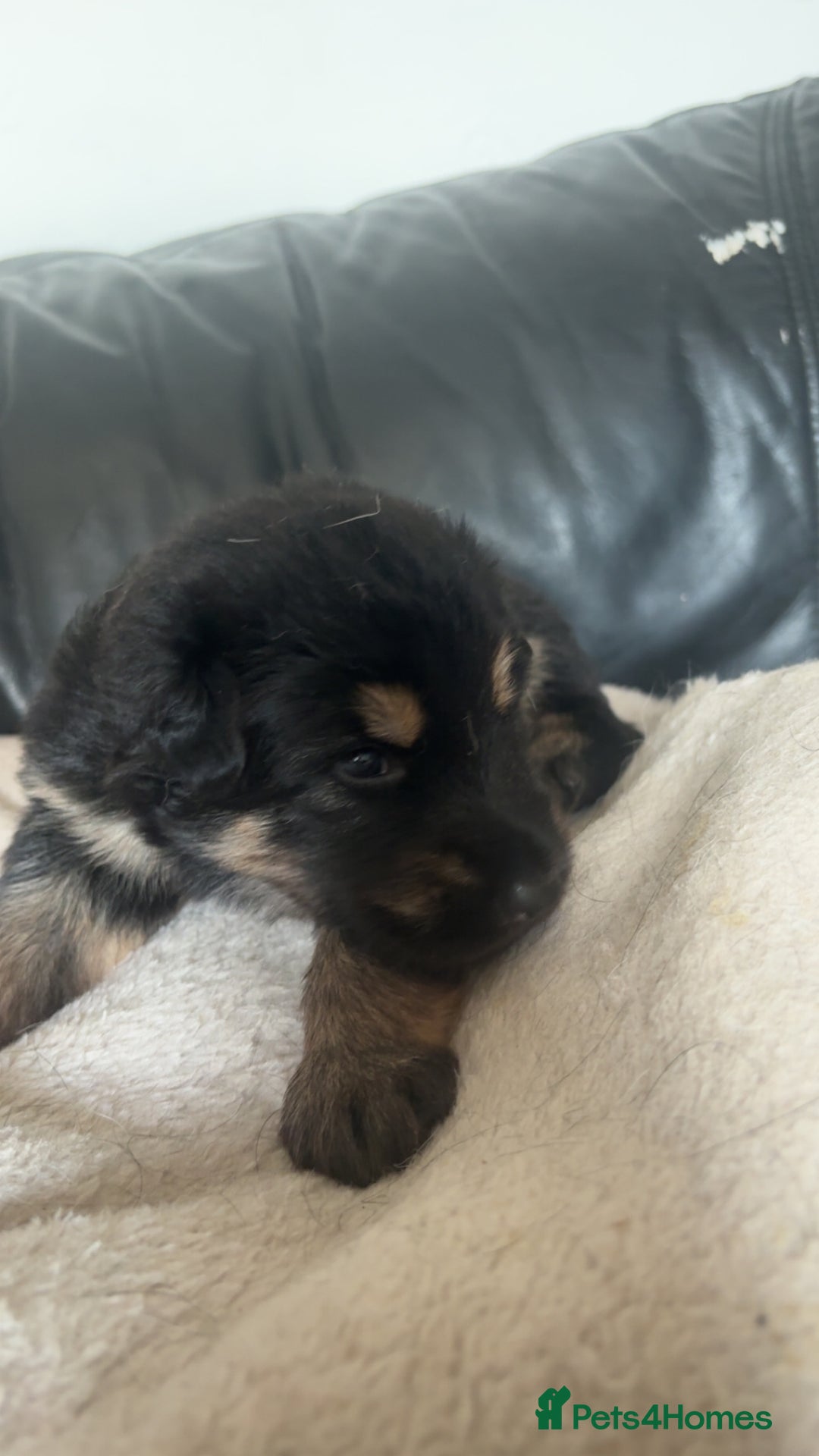 German Shepherd dogs for sale: German shepherd pups - Image 12