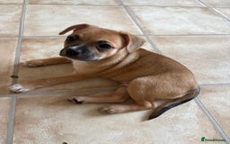 Mixed Breed dogs for sale: French bullhuahua - Image 40
