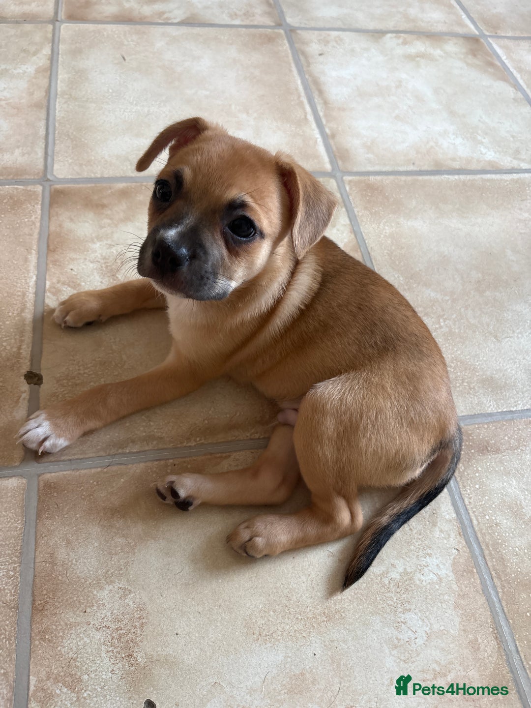 Mixed Breed dogs for sale: French bullhuahua - Image 40