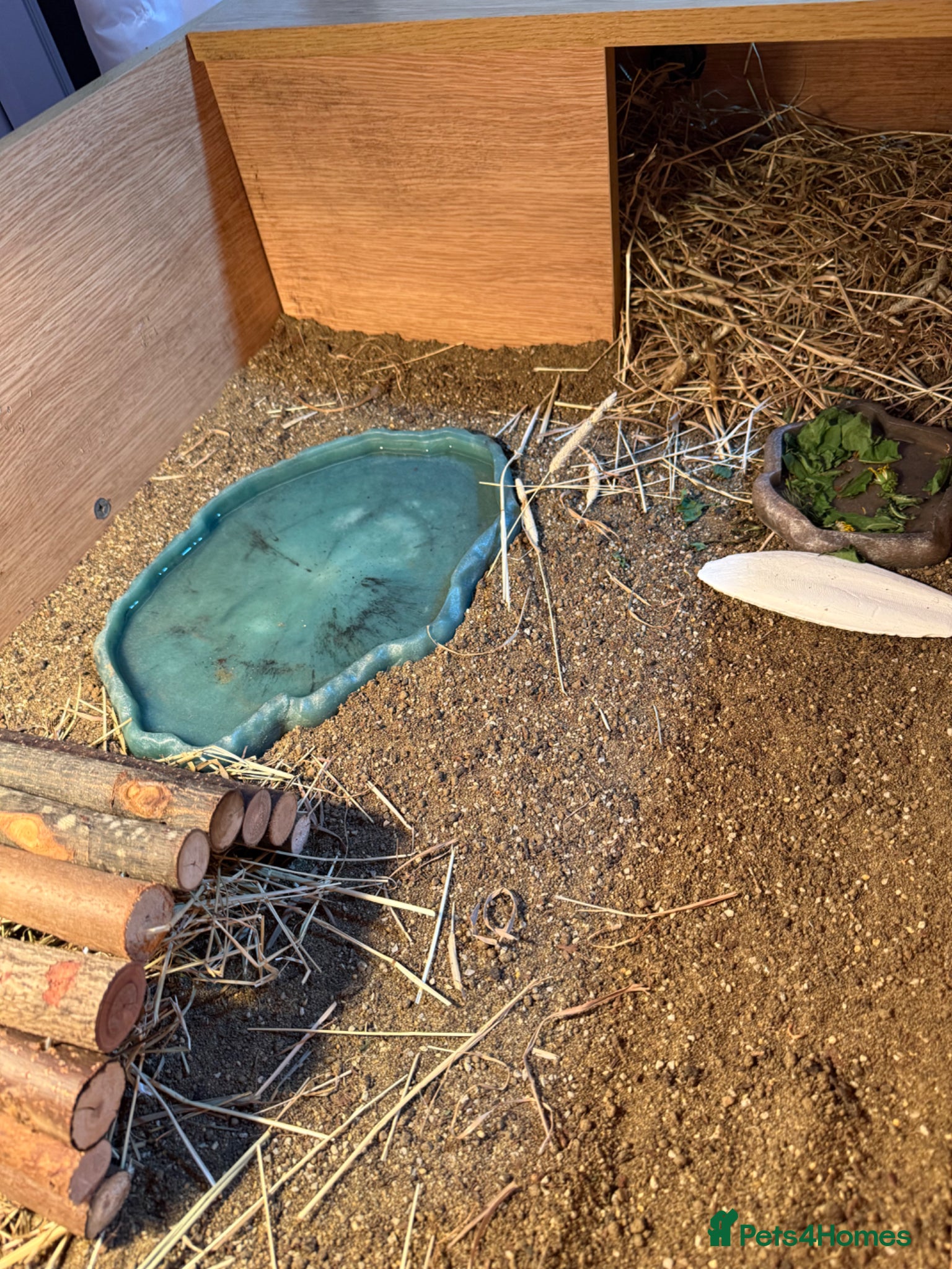 Tortoise reptiles for sale: Beautiful tortoise and full set up in Sturminster Newton - Advert 4
