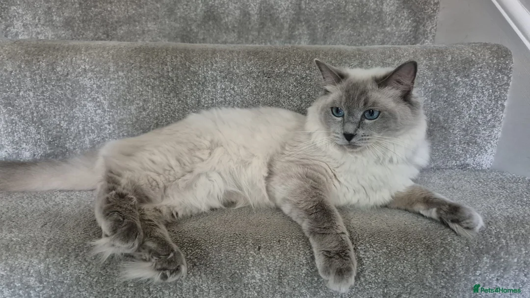 Ragdoll cats for sale: Pure White Raggdol - Advert 20