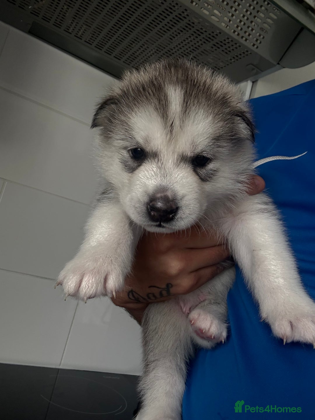Siberian Husky dogs for sale: Male Siberian Husky Pups  - Image 6