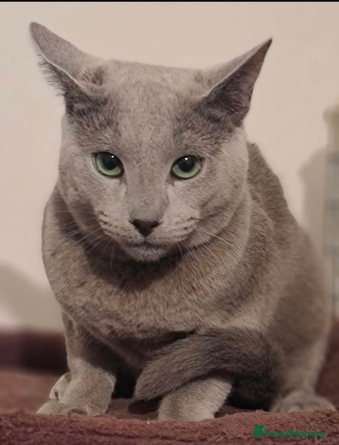 Russian Blue cats TiCA AND GCCF DUAL REGISTERED RUSSIAN BLUE BOY - Advert 2