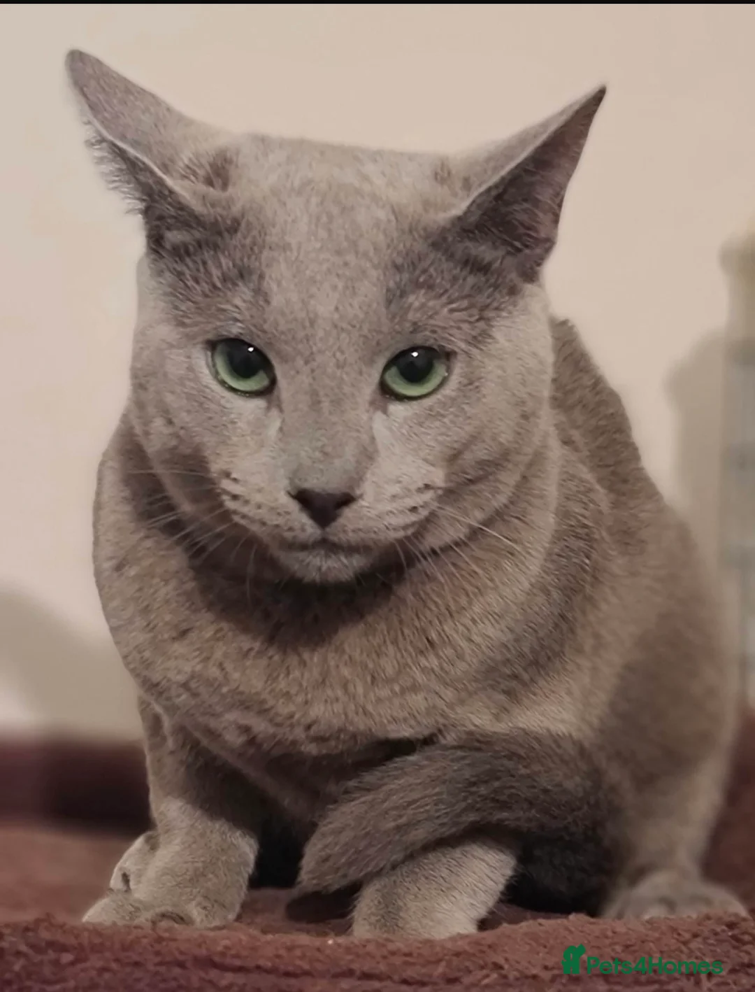 Russian Blue cats for stud: TiCA AND GCCF DUAL REGISTERED RUSSIAN BLUE BOY - Advert 2