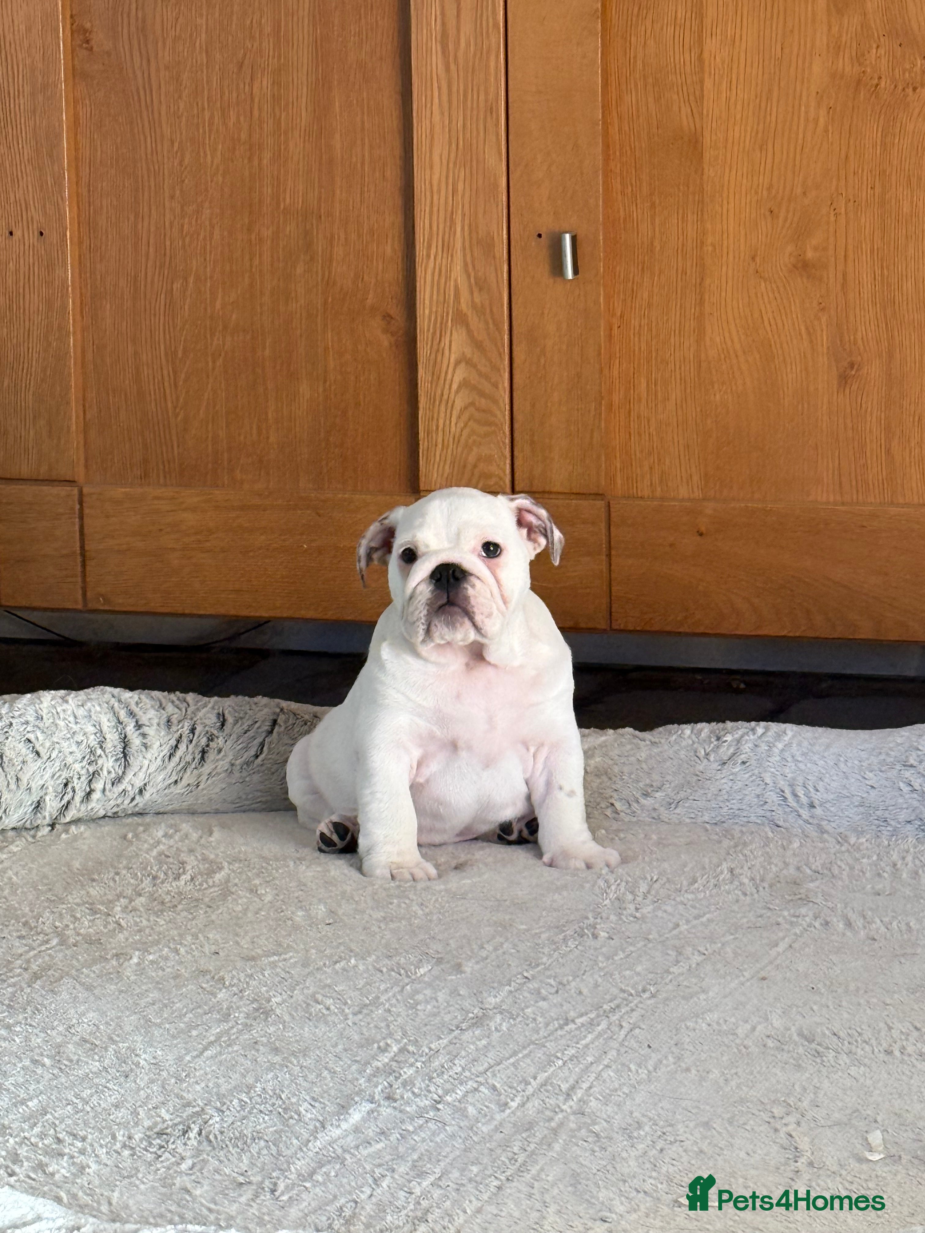 English Bulldog dogs Ch sired Bulldog Puppy bitch  - Advert 1