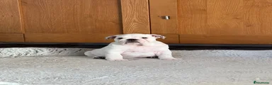 English Bulldog Puppy 1