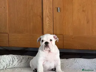 English Bulldog dogs Ch sired Bulldog Puppy bitch - Advert 1