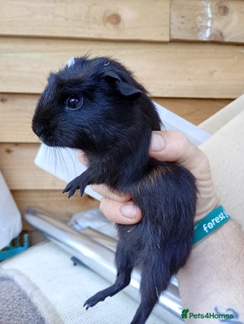 Guinea Pig rodents - Advert 11