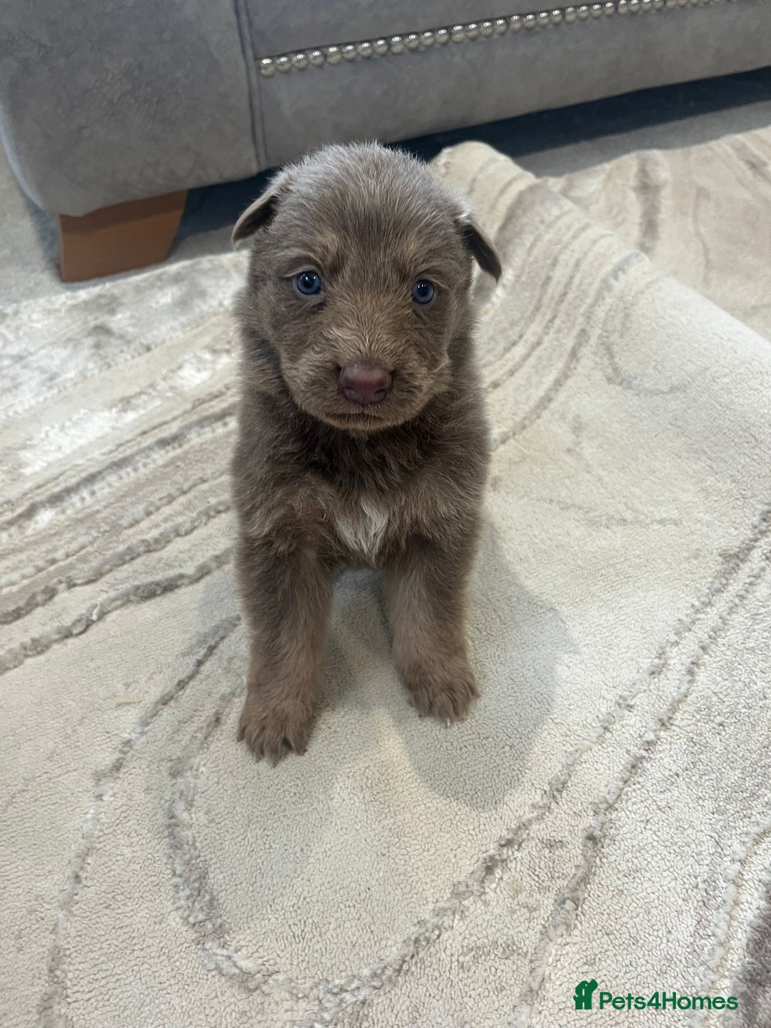 German Shepherd dogs for sale: Working KC GSD German shepherd puppies  - Advert 34