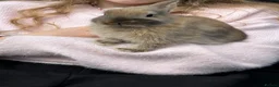Netherland Dwarf rabbits for sale: Male & female Purebred Netherland dwarf rabbits  - Advert 6