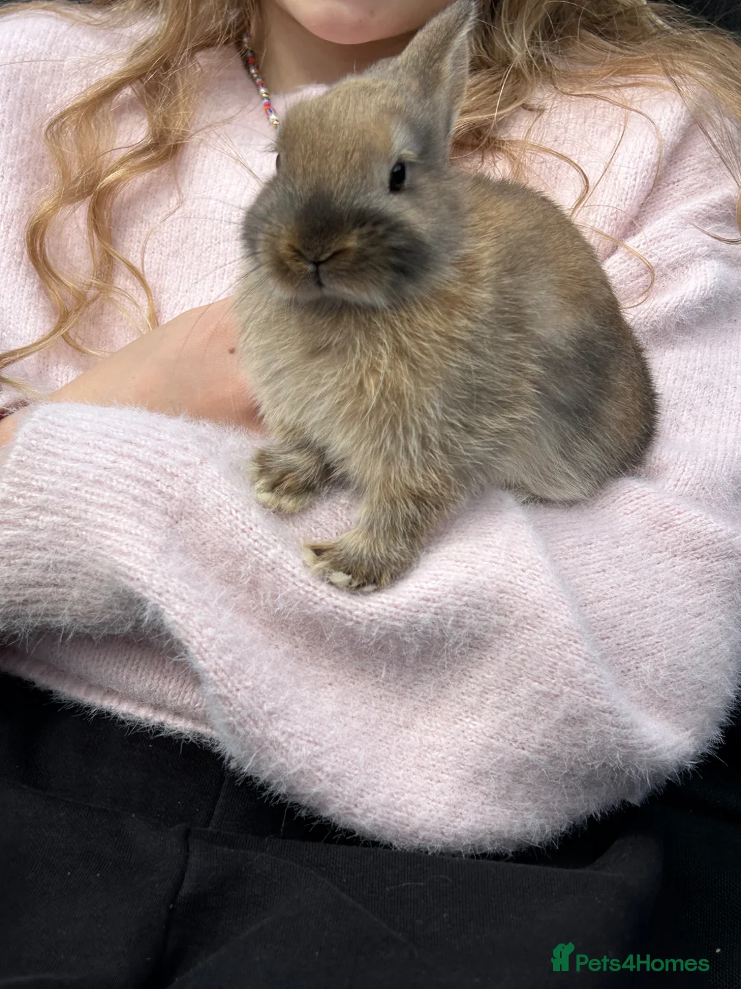 Netherland Dwarf rabbits for sale: Male & female Purebred Netherland dwarf rabbits  - Advert 6