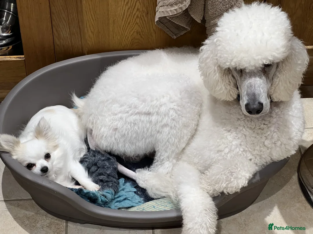 Standard Poodle dogs for stud: KC Registered standard poodle stud - Advert 2