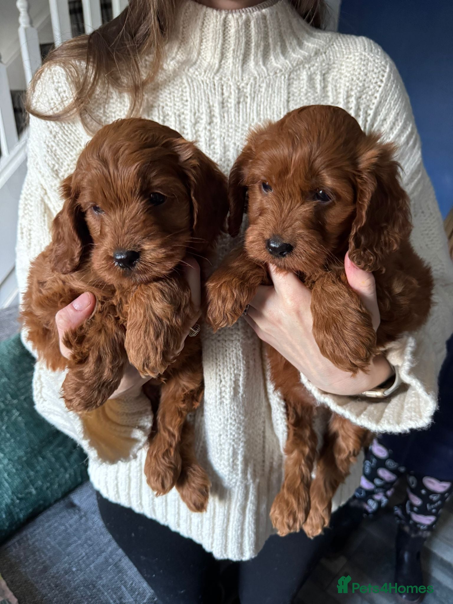 Cockapoo dogs Fox Red cockapoos for sale  - Advert 17