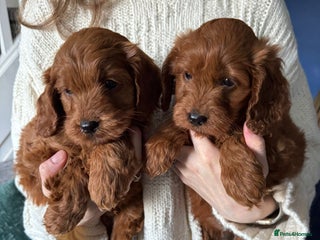 Cockapoo dogs Fox Red cockapoos for sale - Advert 7