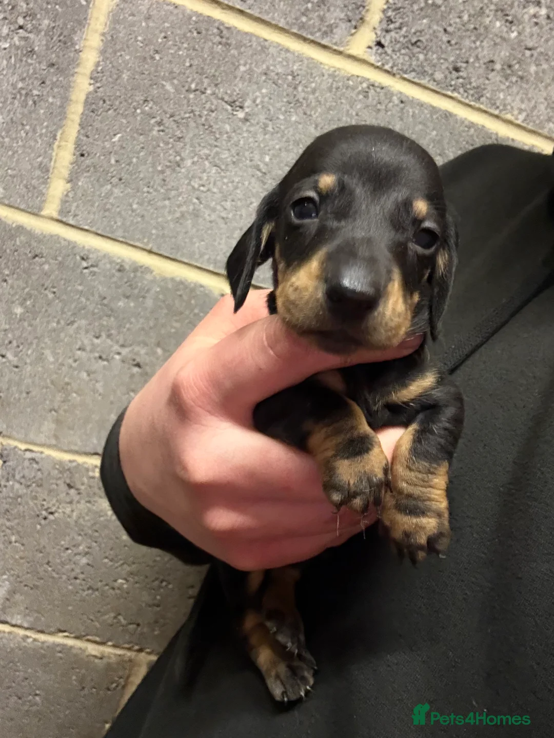 Miniature Dachshund dogs for sale: 5 Stunning dachshund puppies  - Advert 17