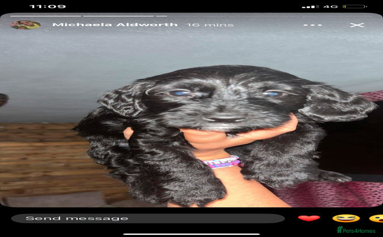 Cockapoo dogs - Advert 5