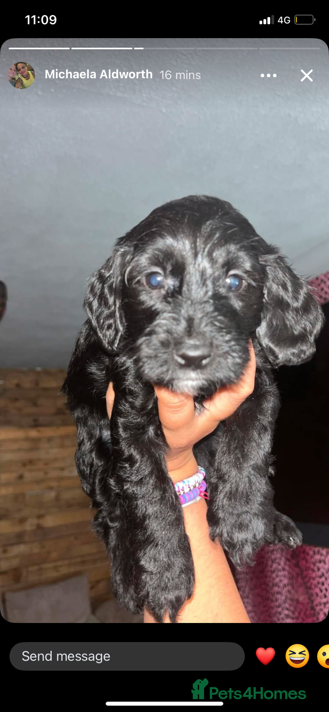 Cockapoo dogs for sale: Beautiful COCKAPOO pups  - Image 2