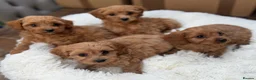 Cavapoo dogs for sale: 💕 beautiful cavapoos ready next week 💕 - Advert 1