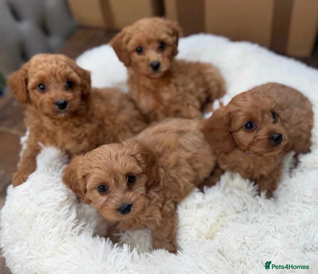 Cavapoo dogs for sale: 💕 beautiful cavapoos ready next week 💕 - Advert 1