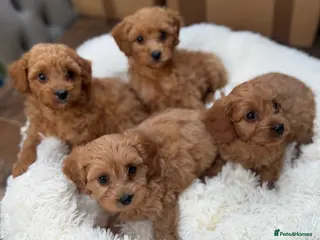 Cavapoo dogs 💕 beautiful cavapoos ready next week 💕 - Advert 18