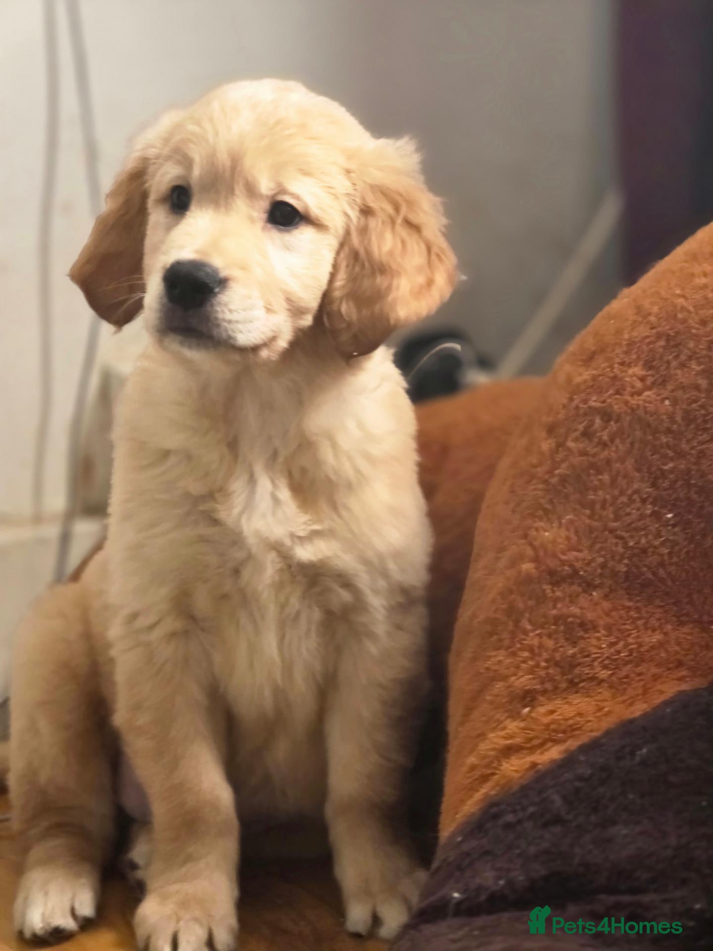 Golden Retriever dogs for sale: Golden retriever  - Advert 4