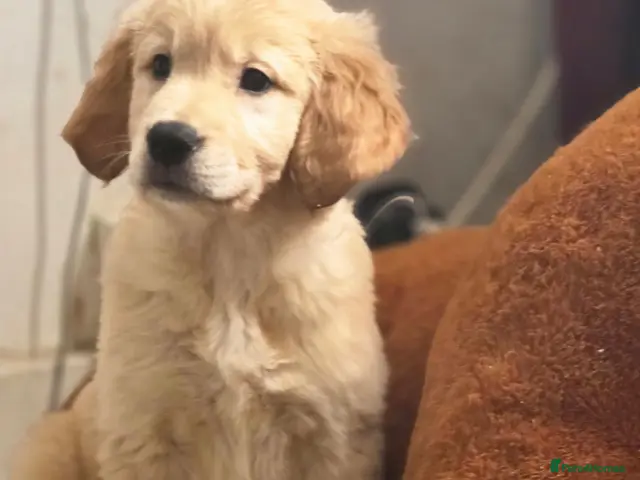 Golden Retriever dogs for sale: Golden retriever - Advert 4