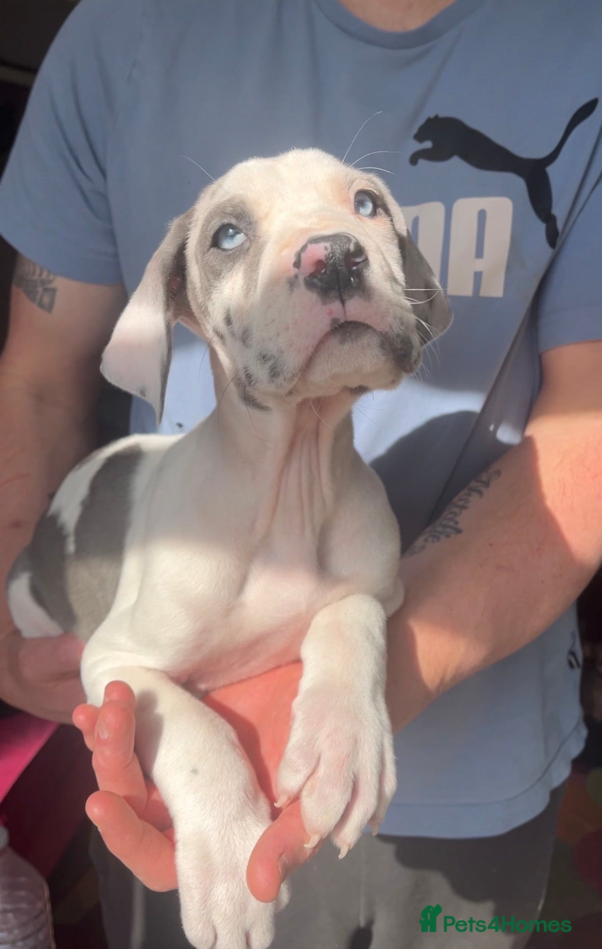 Great Dane dogs Kc reg health tested Great Dane pups - Advert 4