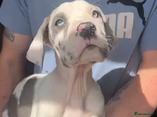 Great Dane dogs Kc reg health tested Great Dane pups - Advert 4