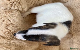 Jack Russell dogs for sale: Bob tail jacks  - Image 16