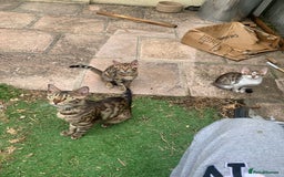 Bengal cats for sale: MIXED BENGAL KITTENS - Image 23