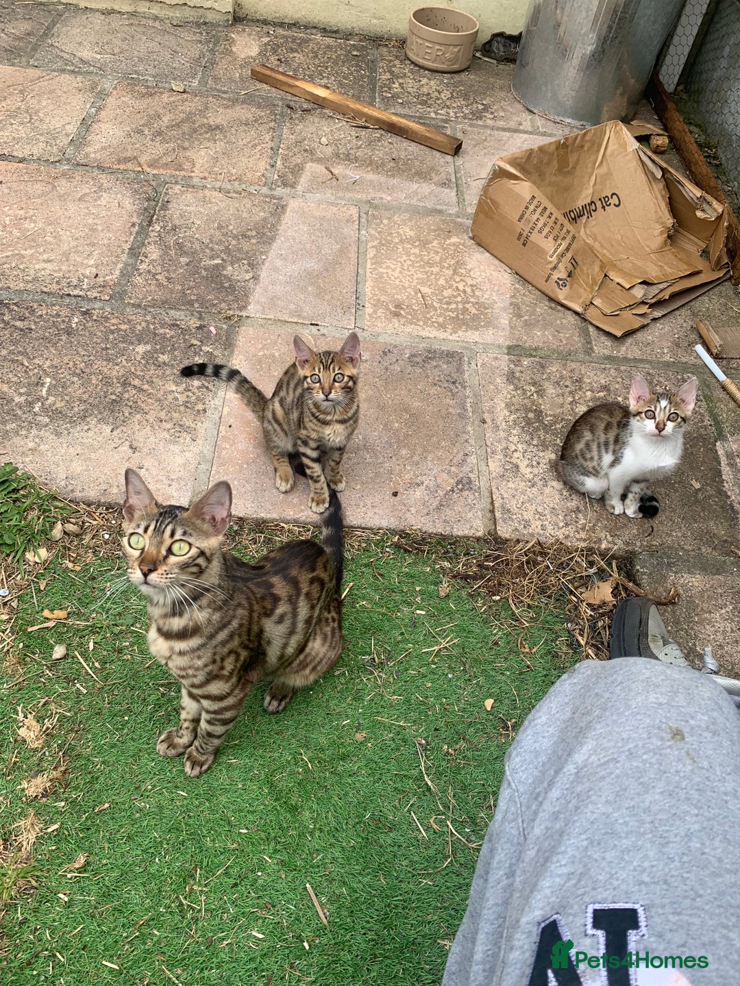 Bengal cats for sale: MIXED BENGAL KITTENS - Image 23