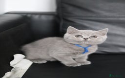 British Shorthair cats for sale: ✨️Outstanding GCCF Grand Chmp Line BSH ❤️ - Image 11