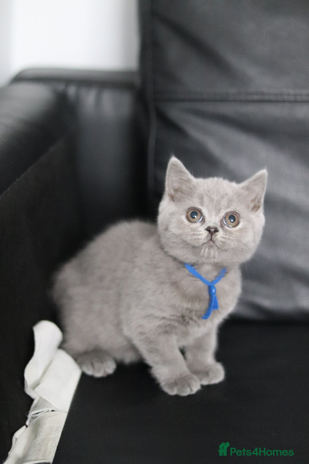 British Shorthair cats for sale: ✨️Outstanding GCCF Grand Chmp Line BSH ❤️ - Image 11